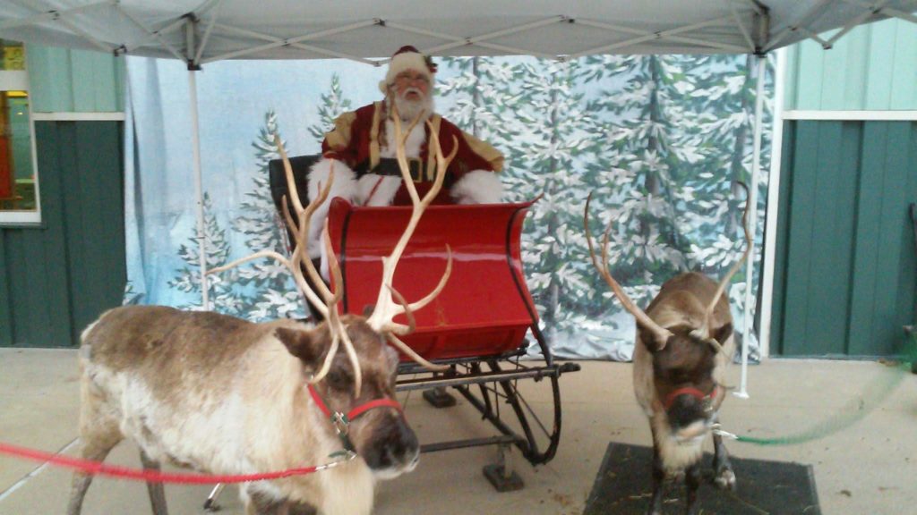 Live Reindeer with Sleigh — Incredible Events